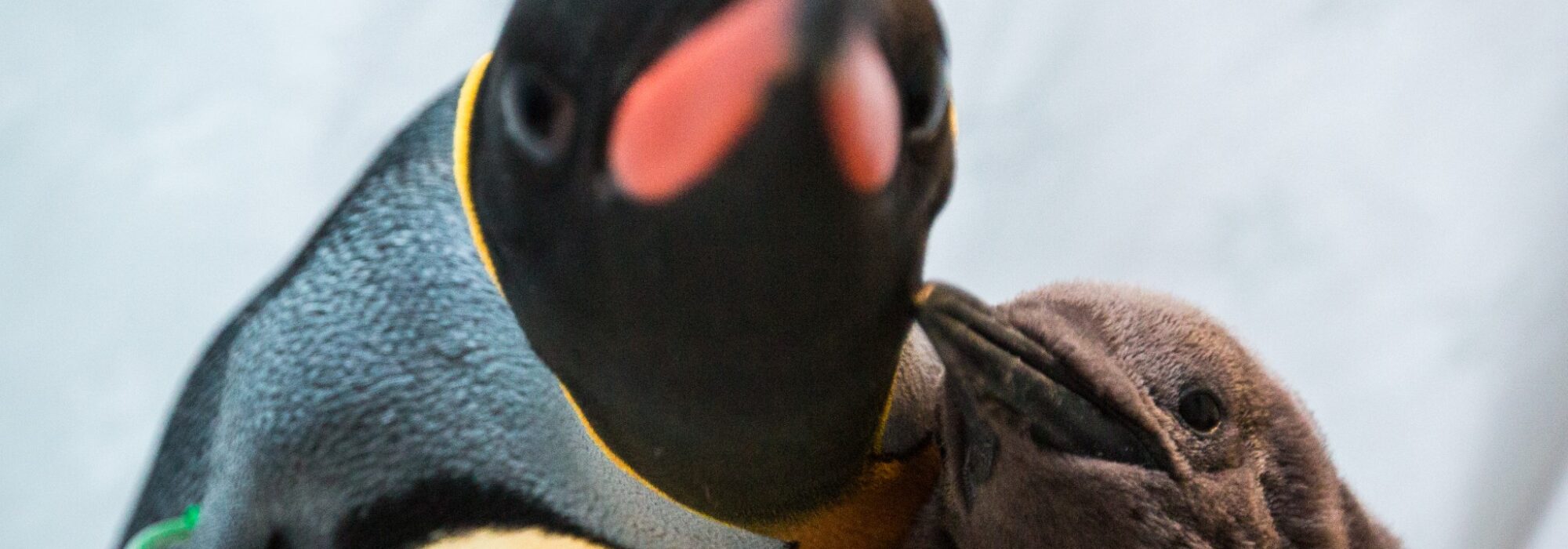 Penguin 17 of 17
