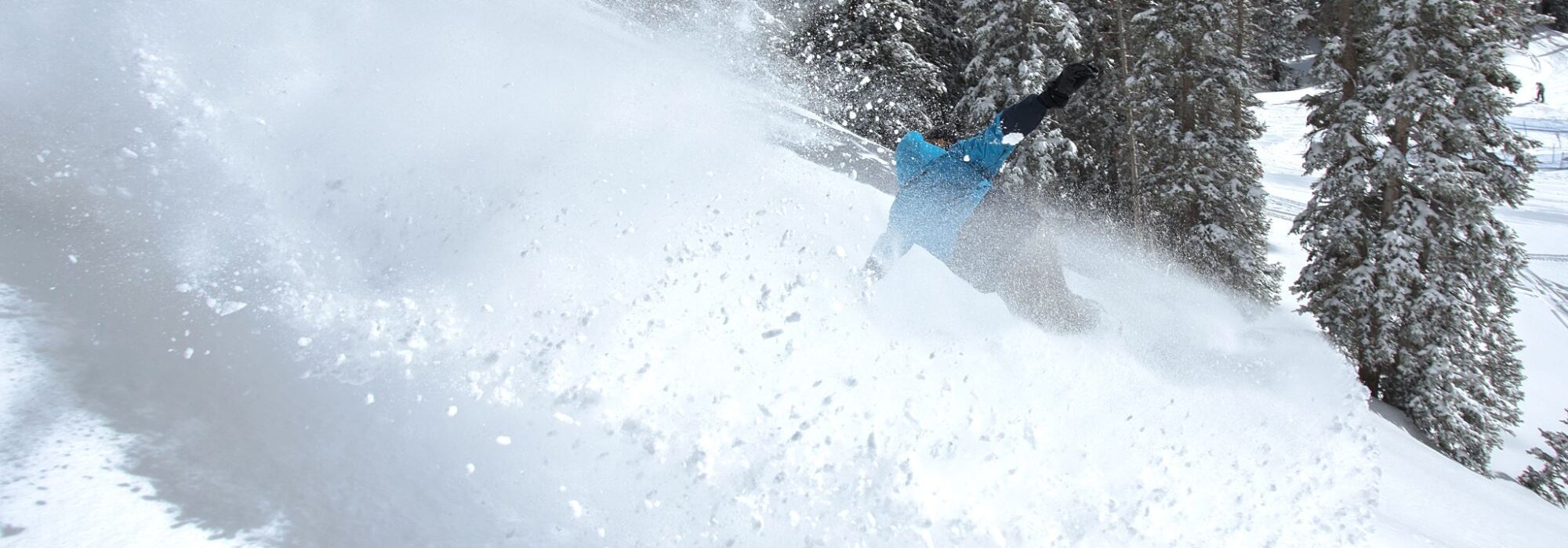 Snowbird