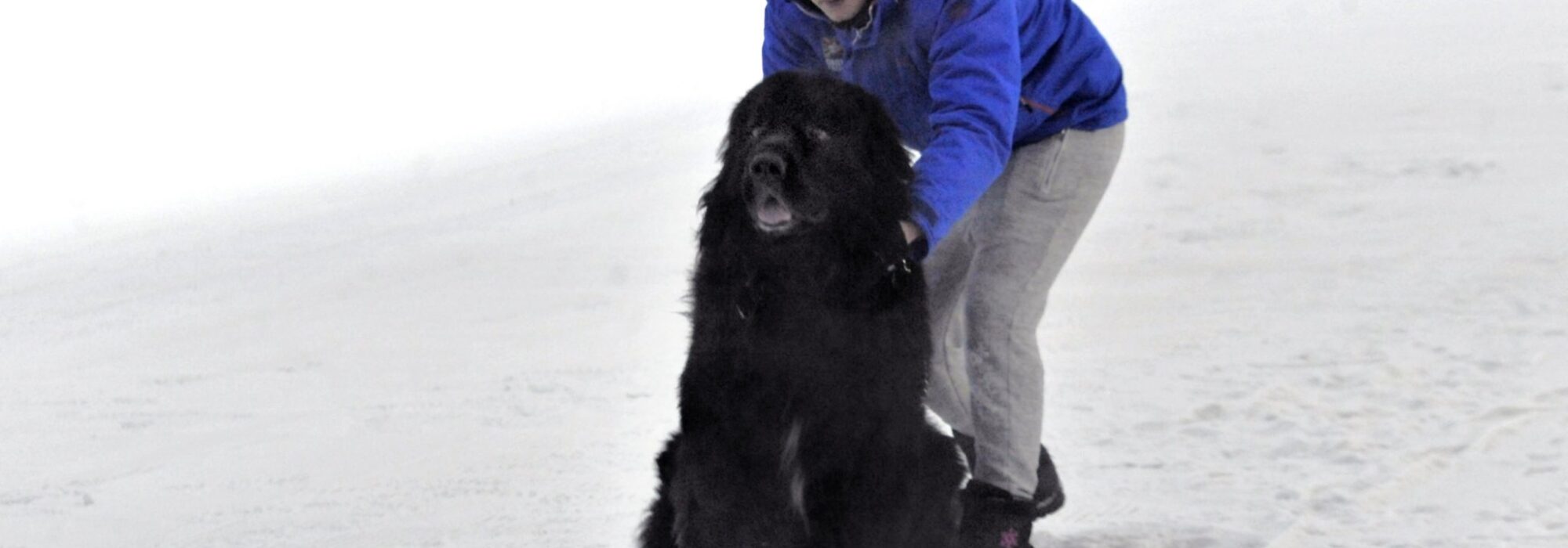Buddy the dog snowboarding at Chill Factore in Manchester
