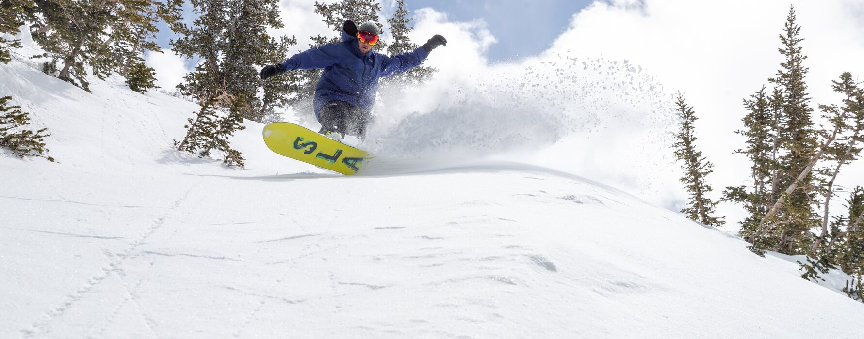 Snowbird